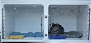 Cat Day Stay 1, 2  Small A cages - older style